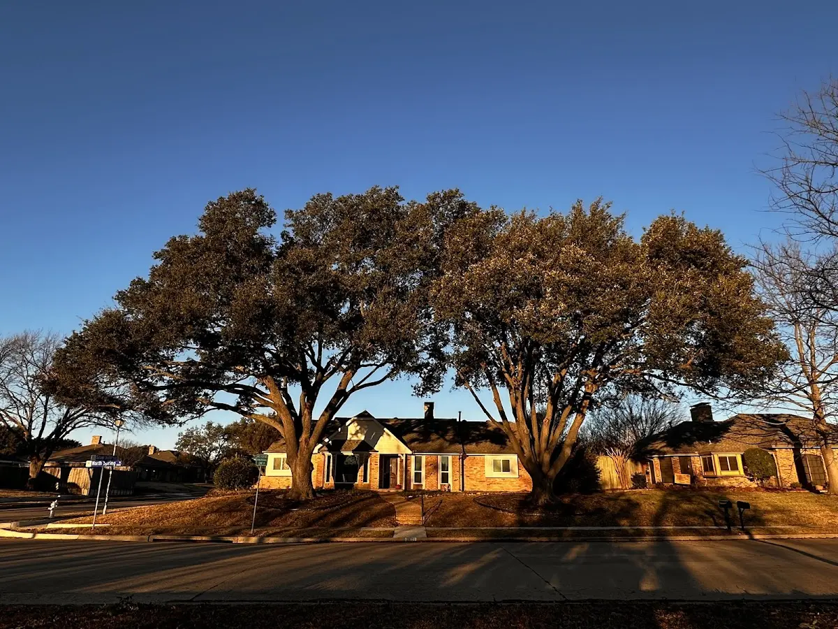 Established residential canopy tree shading a home in Tionesta